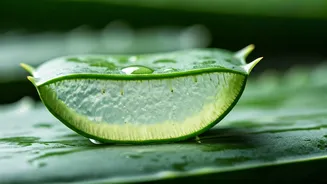 Aloe Vera: Nature's Miracle Gel for Radiant, Healthy Skin