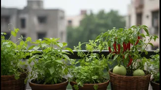 Monsoon Balcony Micro-Gardens Gives Urban Renters and Home Gardeners a Fresh Reason to Revisit Greens, Gourds, Chillies and Herbs