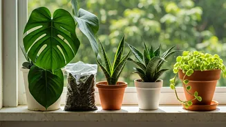 Urban Plant Parents Want Cleaner Growing Options