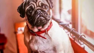 Why Setting Play Boundaries In Apartment Dog Parks Keeps Pets And Neighbors Happy