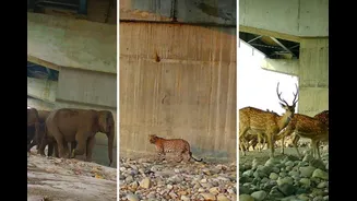 Besides Faster Travel, Why The 12-Km Wildlife Corridor Is The Best Thing About Delhi-Dehradun Expressway