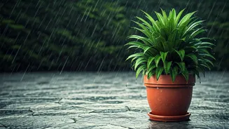Summer Rain Can Bless Or Bully Houseplants
