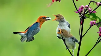 The Science Question Behind the 186-Species Seed-Dispersal Study: Non-Flying Animals Spreading Plants