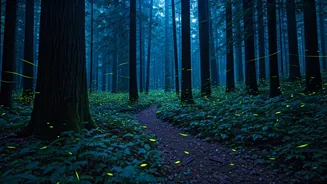 Maharashtra Firefly Festival Night Trails Sell Out For The Weekend