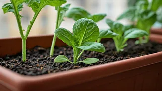 Balcony Soil Should Not Stay Wet Forever