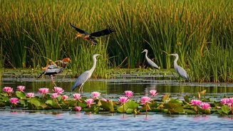 5 Indian Wetlands: Wildlife Havens to Explore