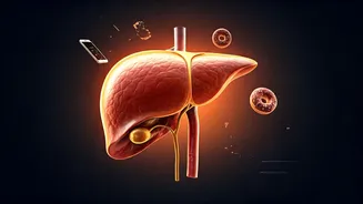 Beyond Aesthetics: How Stubborn Belly Fat and Daily Habits Harm Your Liver