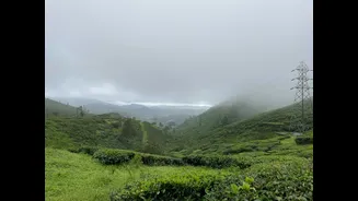 Monsoon Weather Linked to Coffee Disease Outbreaks in India