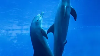 Chilika's Dolphin Tours Need Responsible Operators, Not Aggressive Wildlife Chasing