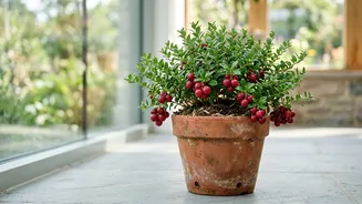 Managing Indoor Plant Growth And Indoor Cranberry Gardening: What To Know