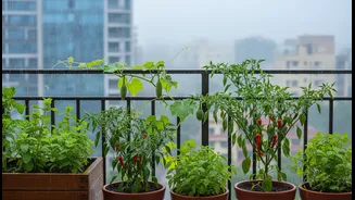 Monsoon Balcony Micro-Gardens Brings Fresh Context to Greens, Gourds, Chillies and Herbs without Removing its Limits