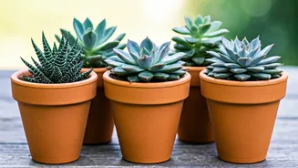 6 Succulents: Long-Lived Plants For Your Home