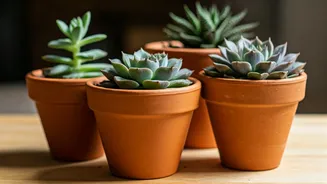Low Cost Gardening Guide Grow Indoor Succulents Inside Pots