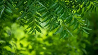 Neem leaves: Gentle fix for common skin woes