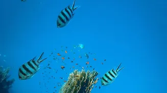 How Sustainable Travel Guidelines Help Protect Lakshadweep Underwater Marine Life From Tourism Pressures