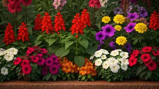 Low-Maintenance Colour Gives Gardens More Joy