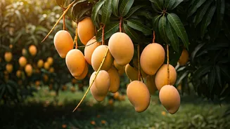 Own a Mango Tree This Summer: Get 90kg of Fresh Fruit Without Visiting the Market!