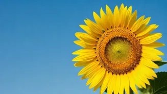 Leo's February 2026: Thrive in Love, Career & More!