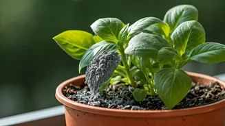 Apply Diluted Wood Ash Protect Potted Balcony Plants Pests
