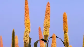 India's Millet Future Has Been Growing In Northeast Hills For Centuries