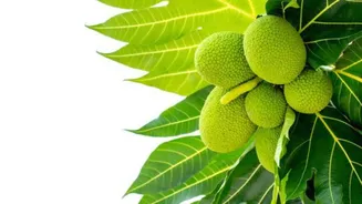 What exactly is breadfruit?