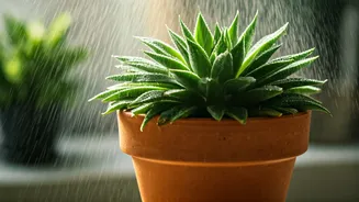 Plant Parents Are Divided Over Rain-Bath Routines