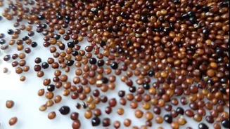 Kaniwa seeds: This superfood must be in your daily diet