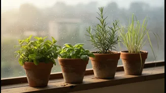 How 4 aromatic greens turn gloomy monsoon windowsills into productive herb gardens