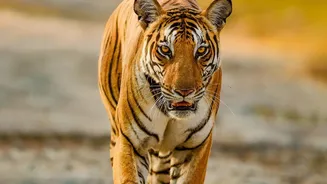 Nepal's Tiger Recovery Depends on Keeping People and Livestock Safe