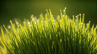 Unlock Your Wellness: The Powerful Health Benefits of Incorporating Wheatgrass