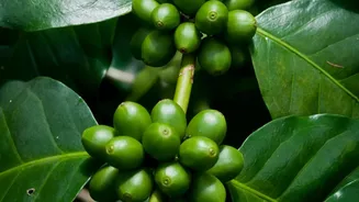 Why Off Season Slow Travellers Are Heading To Coorg Coffee Estates For Refreshing Rainy Breaks
