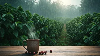 Coffee Estates Offer The Perfect Rainy Escape