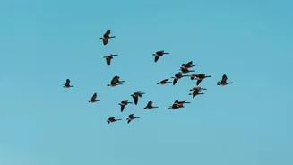Migratory Bird Declines Reflect Pressures at Every Stage of Their Journey