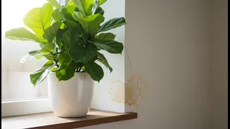 Overwatering Is a Plant Problem and a Building Problem