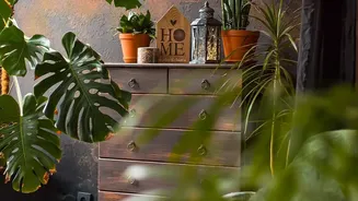 Bedroom Plants Need Regular Dusting To Keep Leaves Looking Fresh