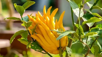 Native Species Are Helping Indian Plant Parents Build Easier Home Gardens