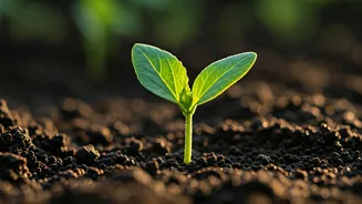 Fast Okra Germination Is A Gardener’s Small Joy