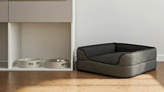 Pet Lovers Are Redefining Home Design