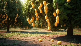 Rent a Mango Tree This Summer: Get 90kg of Fresh Fruit Directly From the Orchard!