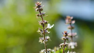 Simple Rules For Balcony Herb Gardening: Grow Basil, Mint, Lemongrass Rains