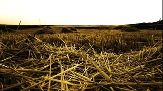 Agriculture Ministry Roundtable Calls for Faster Approvals of GM and Genome-Edited Crops