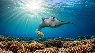 Maldives Marine Life Escapes Are Dominating Our Vacation Timelines