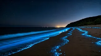 Discover Hidden Bioluminescent Night Beaches Along Scenic Coastal Karnataka