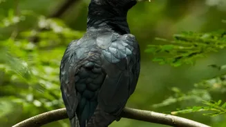 The New South Andaman Birding Trail Reframes South Andaman Birding Planning around Guide Quality