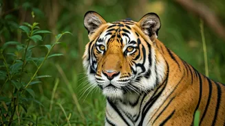 5 Prime Safari Gates: Your Best Shot at Spotting Tigers in North India!
