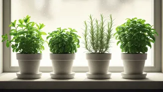 4 Aromatic Potted Herb Choices Perfect For Rainy Windowsills