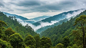 Sub-Himalayan West Bengal Turns Into A Gorgeous Misty Wonderland