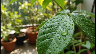 Why High Humidity Levels Interfere With Neem Oil Evaporation Rates Threatening Balcony Plants
