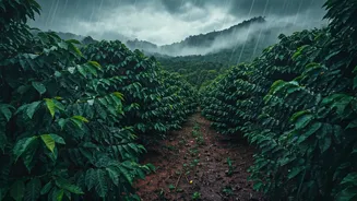 Coorg Coffee Trips Need Monsoon Common Sense