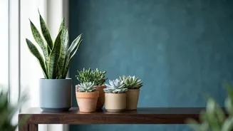 Low-Maintenance Gardening Is Becoming More Relevant For Busy Indian Households